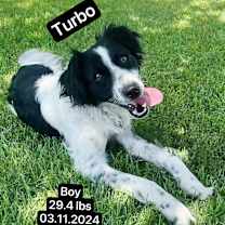 Thumbnail photo of Turbo #3
