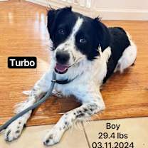Thumbnail photo of Turbo #4