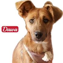 Thumbnail photo of Dawa #1