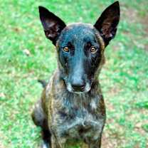 Thumbnail photo of Roxy the Rosie #1