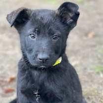 Thumbnail photo of Snuggles (Winter Litter) #1