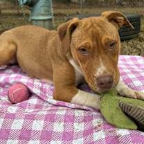 Thumbnail photo of Cherry #2