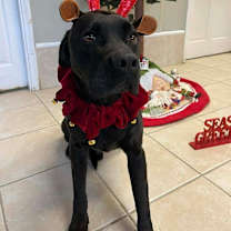 Thumbnail photo of Lincoln #1