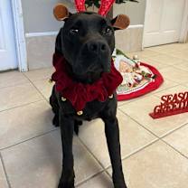 Thumbnail photo of Lincoln #2