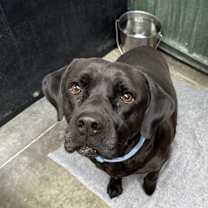 Thumbnail photo of Lincoln #3