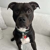 Thumbnail photo of Jaguar #4