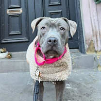 Thumbnail photo of Silvie #1