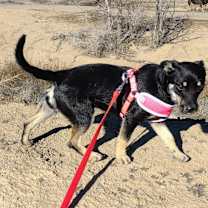 Thumbnail photo of Sissy #2