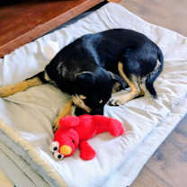 Thumbnail photo of Sissy #3