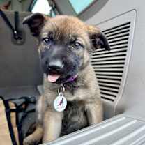 Thumbnail photo of Tarra aka Purple Collar #1