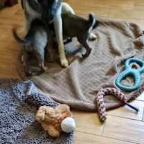 Thumbnail photo of Tarra aka Purple Collar #4