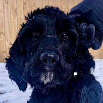 Thumbnail photo of Goldendoodle Gertie Girl IN FOSTER & HOUSE TRAINED! #1