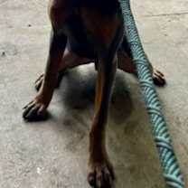 Thumbnail photo of Blue Baron DP #3