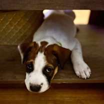 Thumbnail photo of Alfalfa #2