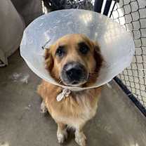 Thumbnail photo of Peaches #2