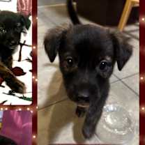 Thumbnail photo of Rusty #2