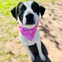 Thumbnail photo of Blaire 25-11-058 #4