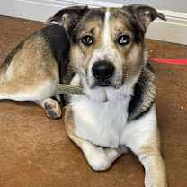 Thumbnail photo of Cosmo #1