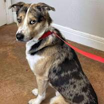 Thumbnail photo of Cosmo #3