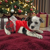 Thumbnail photo of Twinkle #3