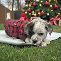 Thumbnail photo of Twinkle #4