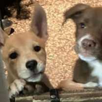 Thumbnail photo of Blanche #4