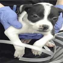 Thumbnail photo of Ada #4