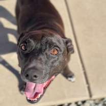 Thumbnail photo of SHILOH: $0 Adoption Fee! #4