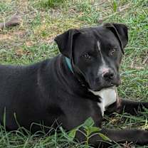 Thumbnail photo of Ollie #1