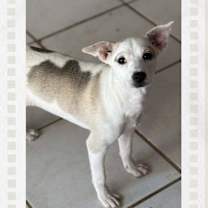 Thumbnail photo of Winnie/Jackie #4