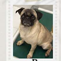 Thumbnail photo of Pepe Pug #2