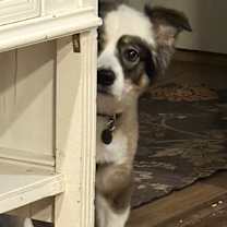 Thumbnail photo of Sadie #3