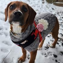 Thumbnail photo of Harlowe #3