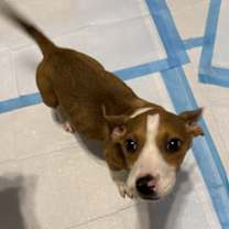 Thumbnail photo of Sadie #2