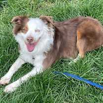 Thumbnail photo of 0991 Jessie AKA Kricket #1