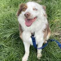 Thumbnail photo of 0991 Jessie AKA Kricket #2