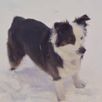 Thumbnail photo of 0991 Jessie AKA Kricket #3