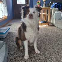 Thumbnail photo of 0991 Jessie AKA Kricket #4