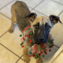 Thumbnail photo of Pluto #1