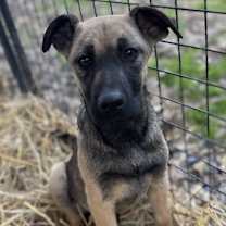 Thumbnail photo of Pluto #4