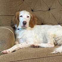 Thumbnail photo of Available - Grady #1