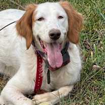 Thumbnail photo of Available - Grady #2