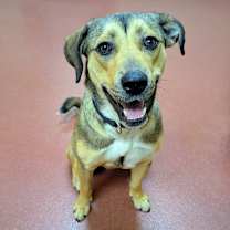 Thumbnail photo of Izzy #1