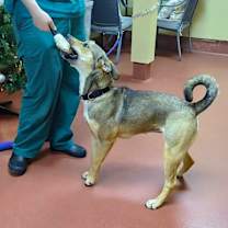 Thumbnail photo of Izzy #4