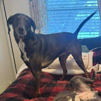 Thumbnail photo of Meadow #4