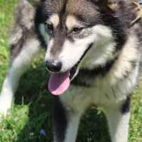 Thumbnail photo of Tiny #2