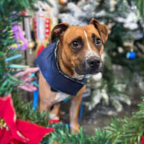 Thumbnail photo of Wren #1