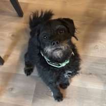 Thumbnail photo of Texas Ranger- ADOPTION IN PROCESS #3