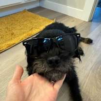 Thumbnail photo of Texas Ranger- ADOPTION IN PROCESS #4