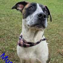 Thumbnail photo of Murphy #1